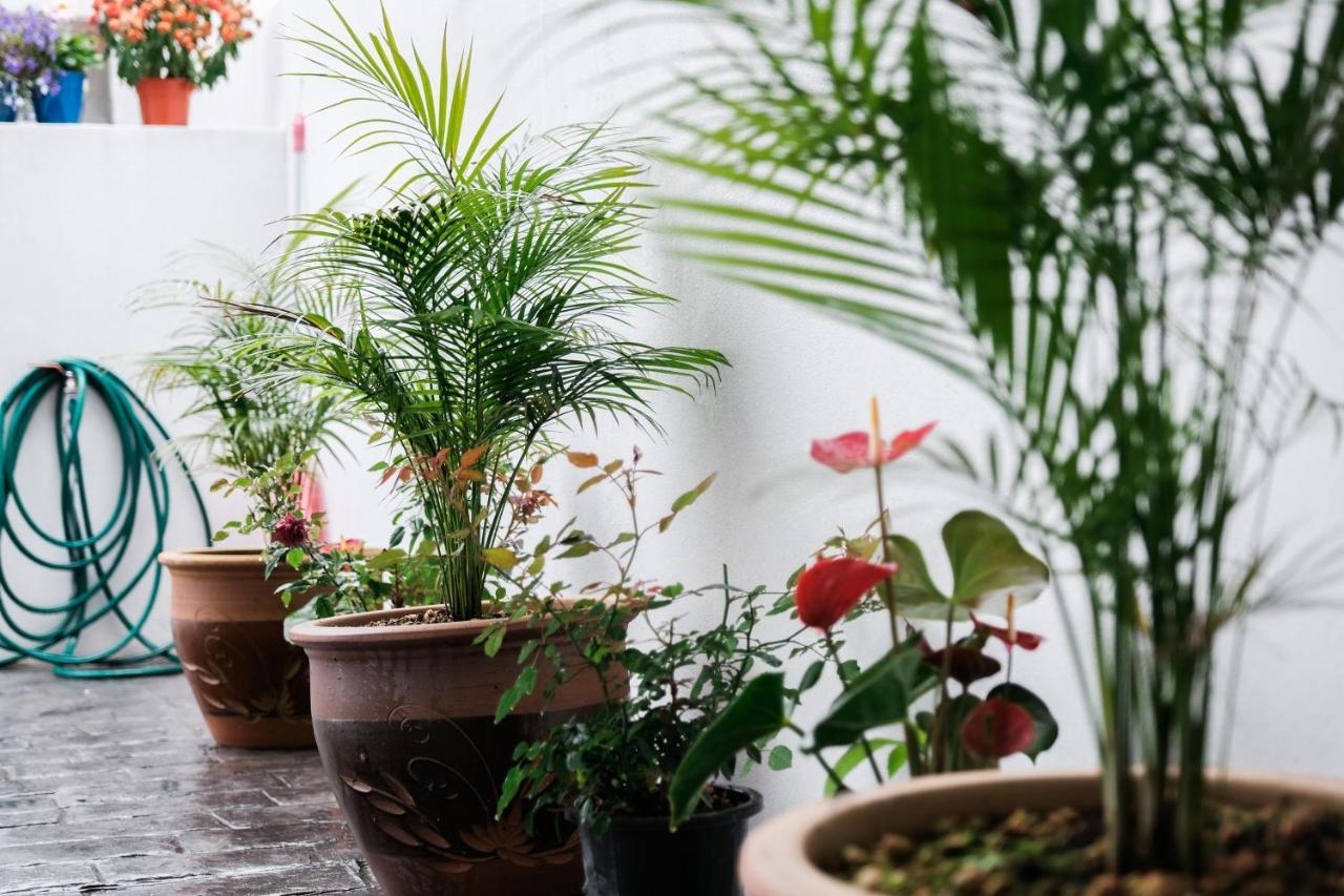 Comfy Sofy 21- Backyard Garden- Night Market Area Cameron Highlands Exterior photo